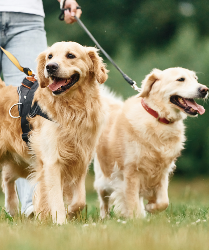 holding-animals-by-the-leash-woman-with-beautiful-2025-03-18-22-01-45-utc